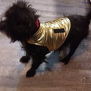 🌟 Golden Pet Jacket